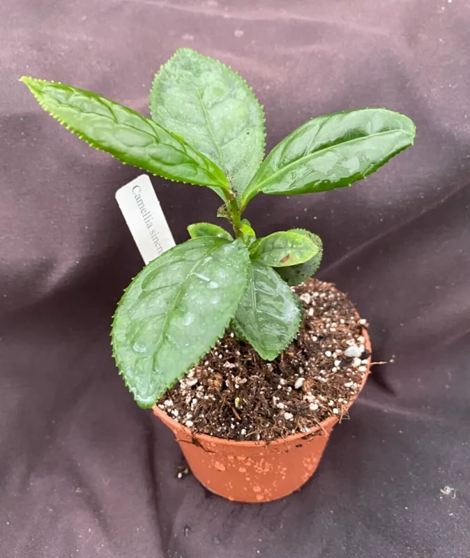 Camellia Sinensis Tea Plant - Live Tea Tree in 3" Pot - Grow Your Own Green Tea - Image 1