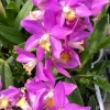 Cattlianthe Tiny Treasure Live Orchid Plant – Blooming Size – 4 inch Pot – Indoor - Image 1