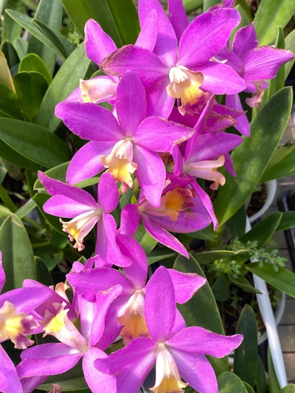 Cattlianthe Tiny Treasure Orchid Live Plant – Blooming Size – 4 inch Pot – Purple Flowers - Image 1