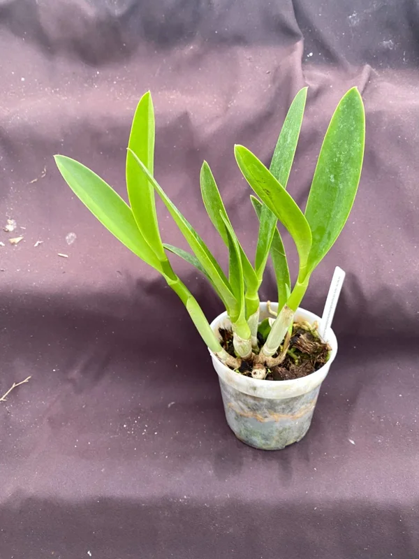 Cattlianthe Tiny Treasure Orchid Plant – Blooming Size – 4 inch Pot – Indoor - Image 2