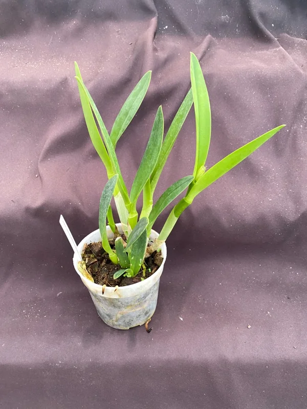 Cattlianthe Tiny Treasure Orchid Plant – Blooming Size – 4 inch Pot – Indoor - Image 3