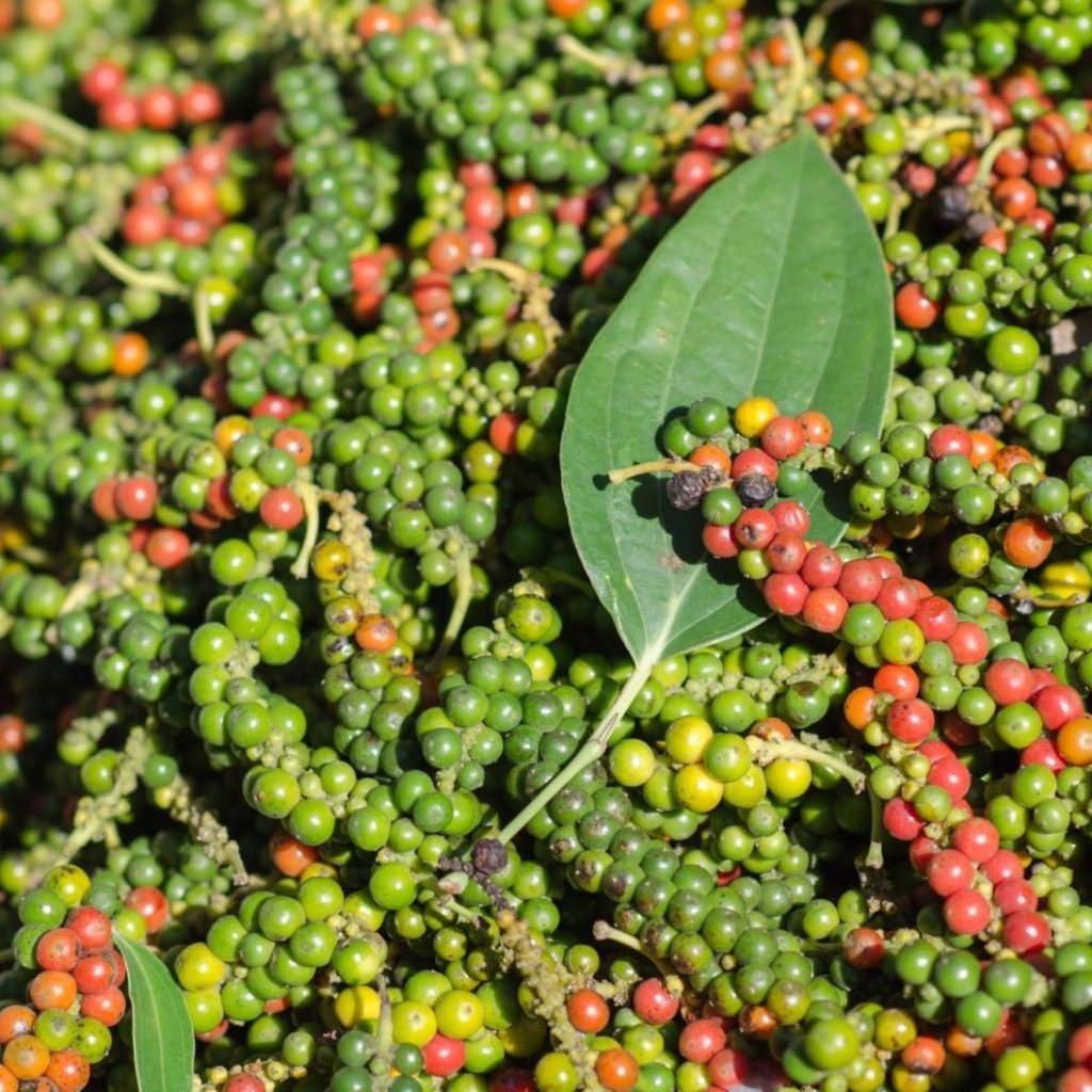 Piper nigrum Black Peppercorn Live Plant – Rooted 3 inch Pot