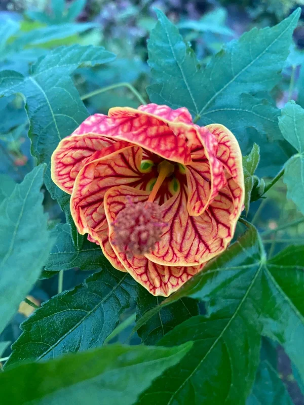 Chinese Lantern Abutilon pictum Live Plant – Rooted in 3 Inch Pot – Flowering Shrub - Image 2