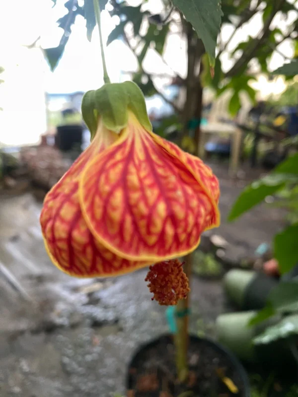 Chinese Lantern Abutilon pictum Live Plant - Rooted in 3" Pot - Image 1