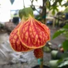 Chinese Lantern Abutilon pictum Live Plant – Rooted in 3 Inch Pot – Flowering Shrub - Image 1
