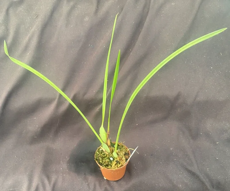 Coconut Orchid Live Plant Maxillaria tenuifolia Fragrant 2.5" Pot - Potted Houseplant - Image 2