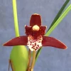 Coconut Orchid (Maxillaria tenuifolia) Live Plant – Fragrant Orchid in 2.5" Pot - Image 1