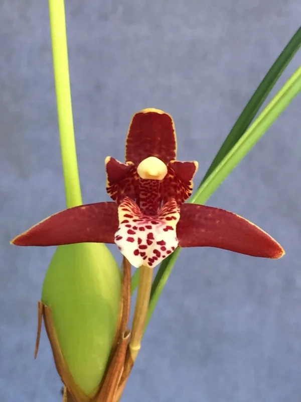 Coconut Orchid (Maxillaria tenuifolia) Live Plant – Fragrant Orchid in 2.5" Pot - Image 1