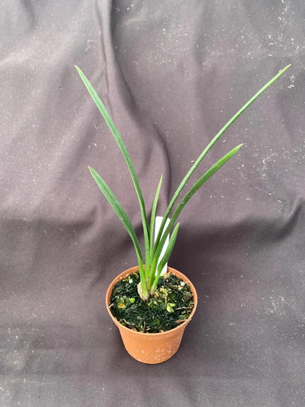Cymbidium Clare Natasha Orchid Live Plant – 3 inch Pot – Indoor - Image 2
