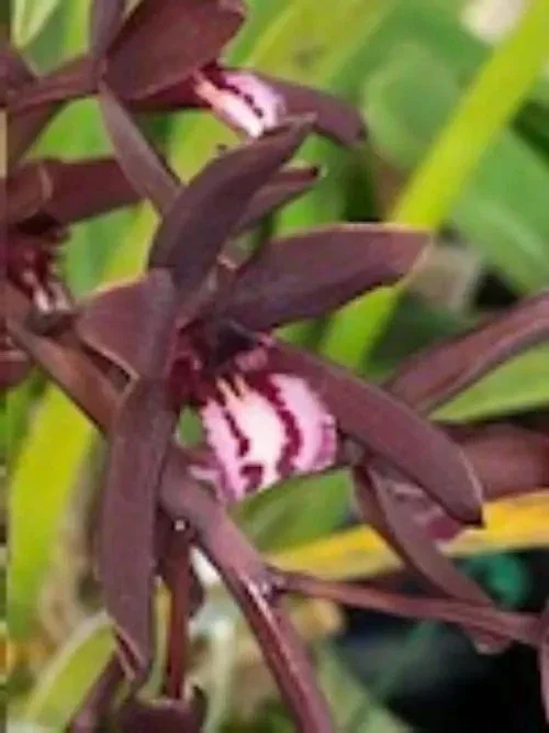 Cymbidium Clare Natasha Orchid Live Plant – 3 inch Pot – Indoor - Image 1