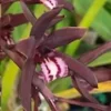 Cymbidium Clare Natasha Orchid Live Plant – Potted Houseplant – 3 inch Pot - Image 1