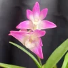 Dendrobium Kingianum Orchid – Fragrant Blooming Size Live Plant in 4 inch Pot - Image 1