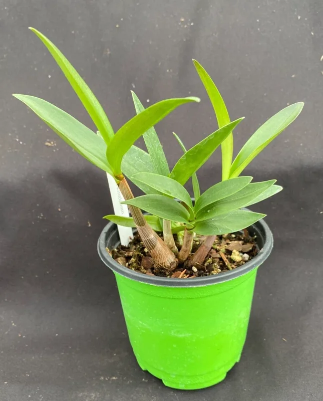 Dendrobium Kingianum Orchid Live Plant - Fragrant, Blooming Size, 4-inch Pot - Image 2