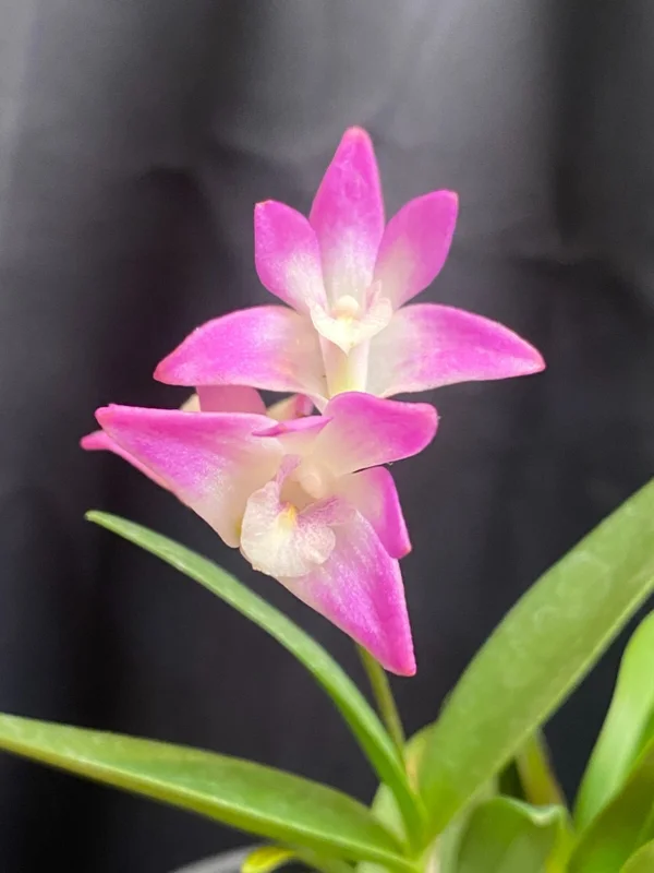 Dendrobium Kingianum Orchid Live Plant - Fragrant, Blooming Size, 4-inch Pot - Image 1
