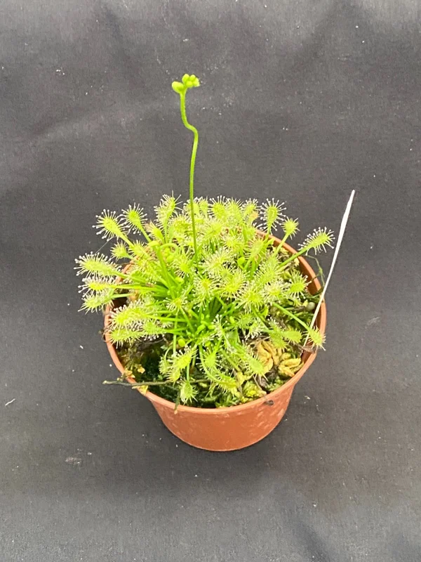 Drosera Intermedia Sundew Carnivorous Plant - Rooted Live Plant in 2.5" Pot - Image 2