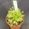 Drosera Intermedia Sundew Carnivorous Plant - Rooted Live Plant in 2.5" Pot - Image 1