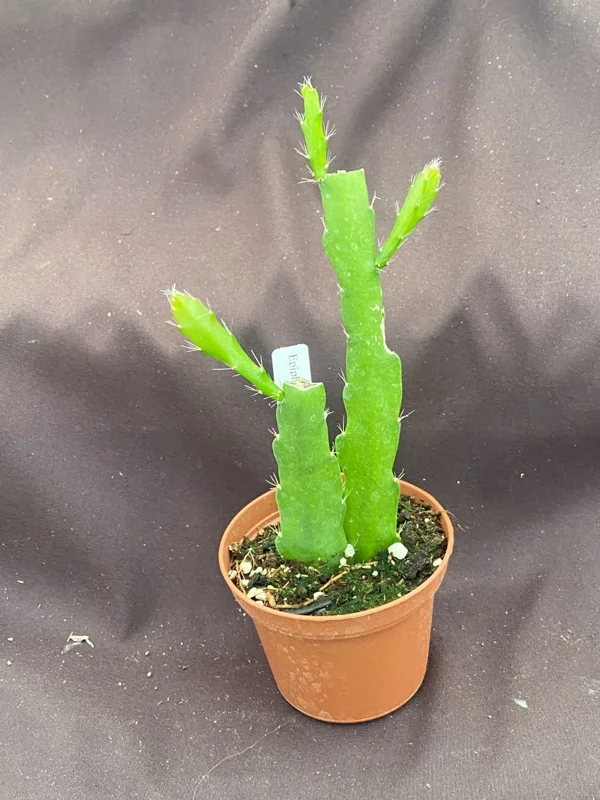 Epiphyllum Orange Fiesta Orchid Cactus Live Plant – 2 Rooted Plants – 3 Inch Pot - Image 2