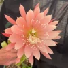 Epiphyllum Orange Fiesta Orchid Cactus Live Plant – 2 Rooted Plants in 3" Pot – Orange Flowers - Image 1