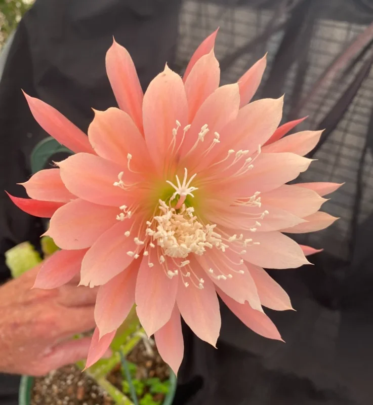 Epiphyllum Orange Fiesta Orchid Cactus Live Plant – 2 Rooted Plants in 3" Pot – Orange Flowers - Image 1
