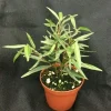 Ficus salicifolia Willow Leaf Ficus Live Plant – Rooted in 3 inch Pot – Indoor/Outdoor Tropical Shrub - Image 1