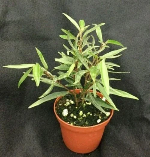 Ficus salicifolia Willow Leaf Ficus Live Plant – Rooted in 3 inch Pot – Indoor/Outdoor Tropical Shrub - Image 1