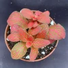 Fittonia Red Flame Live Plant - Colorful Nerve Plant in 3" Pot, Low Growing Foliage - Image 1