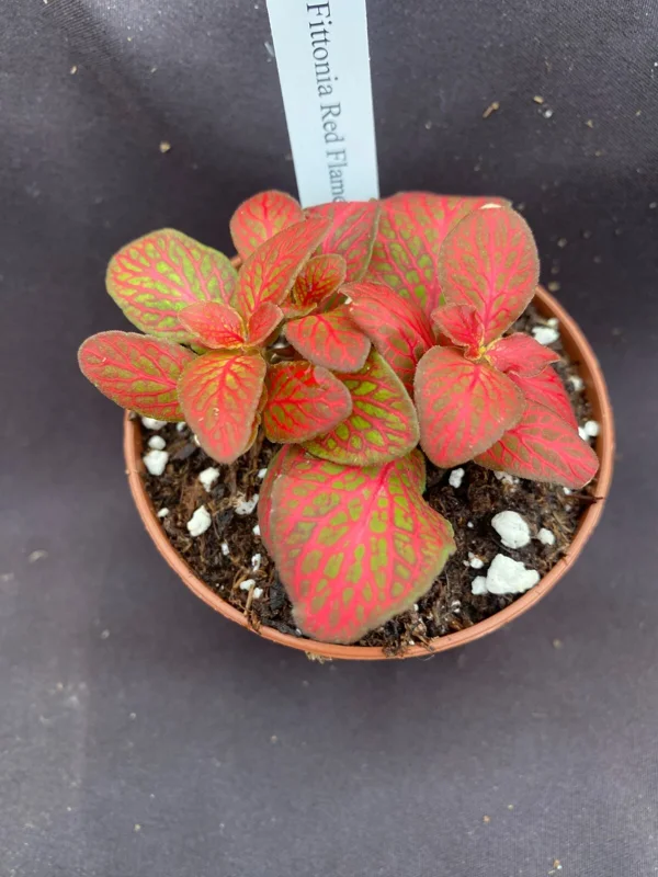 Fittonia Red Flame Live Plant – Low Growing Nerve Plant – 3 inch Potted Houseplant - Image 2