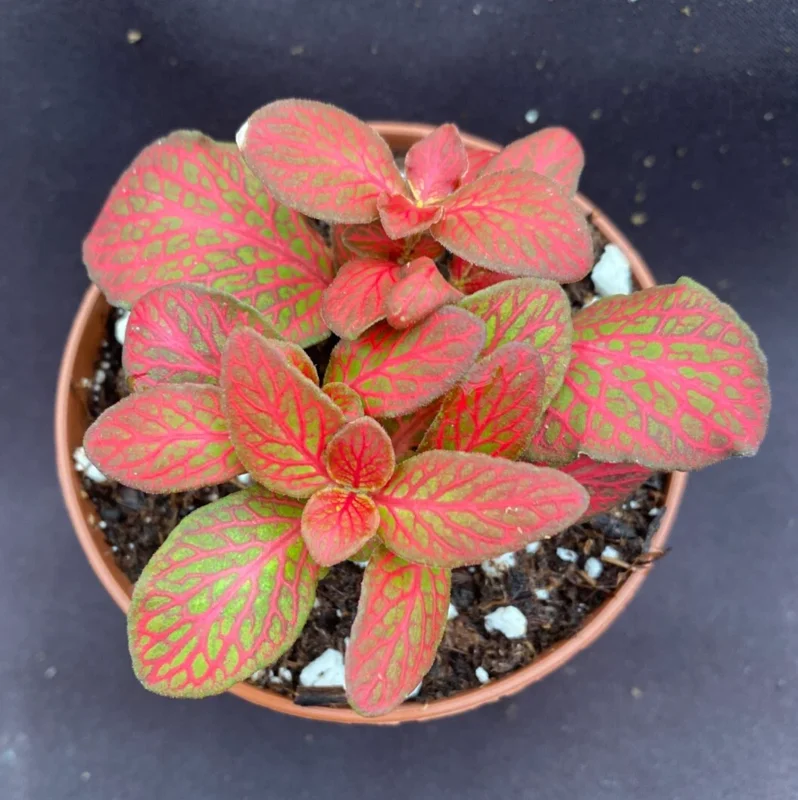 Fittonia Red Flame Live Plant – Low Growing Nerve Plant – 3 inch Potted Houseplant - Image 1