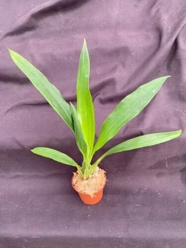 Galeopetalum Arlene Armour 'Conching' Orchid Live Plant – 2.5" Pot – Potted Houseplant - Image 2