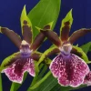 Galeopetalum Arlene Armour 'Conching' Orchid Live Plant – 2.5 inch Pot – Indoor - Image 1