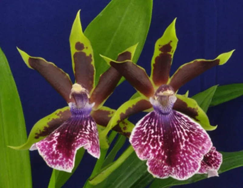 Galeopetalum Arlene Armour 'Conching' Orchid Live Plant – 2.5" Pot – Potted Houseplant - Image 1