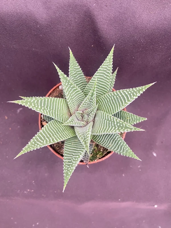 Haworthia 'Miami' The Fairy Washboard Live Succulent Plant in 3" Pot - Image 2