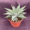 Haworthia 'Miami' The Fairy Washboard Live Succulent Plant in 3" Pot - Image 1