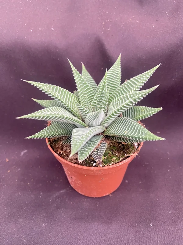 Haworthia 'Miami' The Fairy Washboard Live Succulent Plant in 3" Pot - Image 1