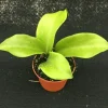 Hoya Dr. IBOK Hybrid Live Plant – Rooted Houseplant in 3 inch Pot - Image 1