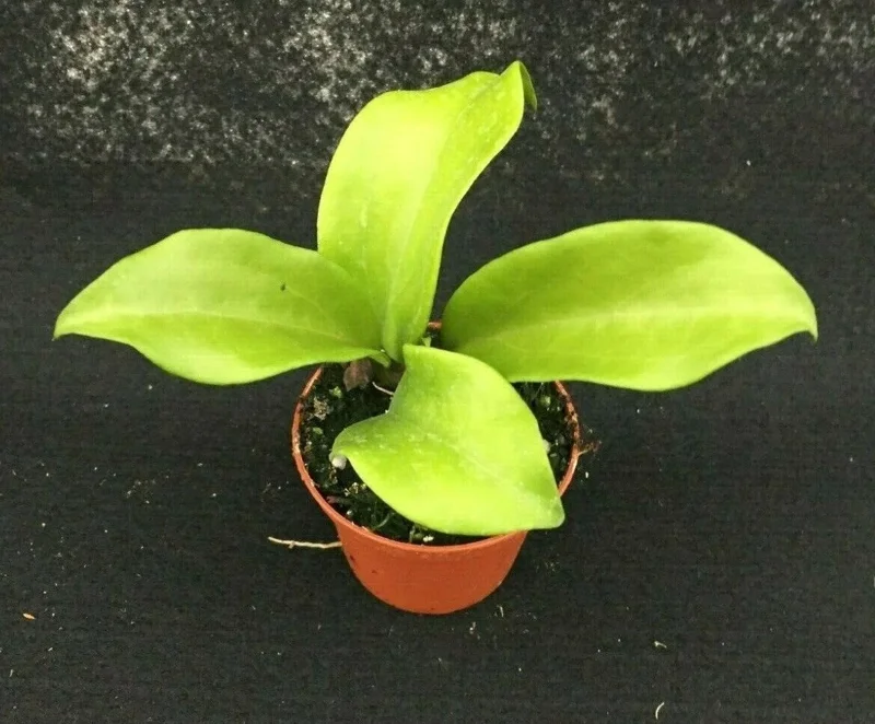 Hoya Dr. IBOK Hybrid Live Plant – Rooted in 3-inch Pot – Indoor Houseplant - Image 1