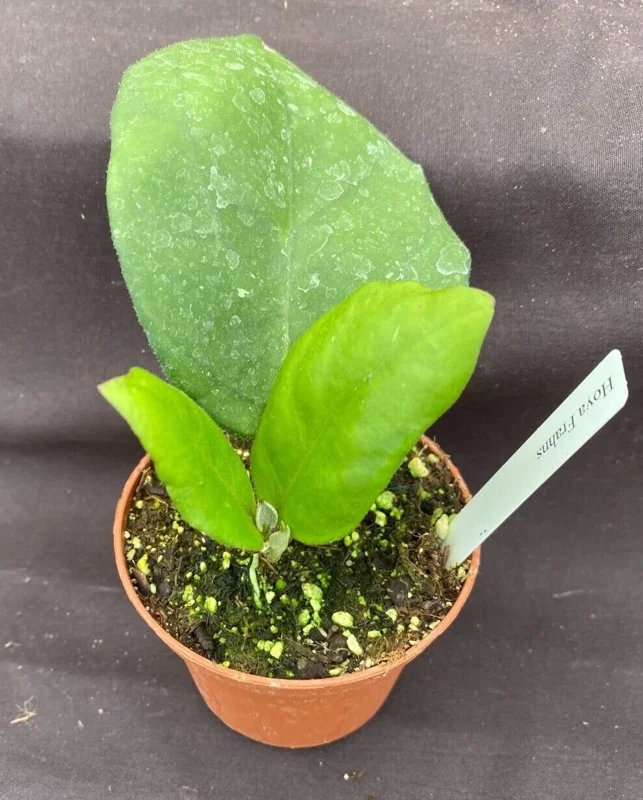 Hoya Frahns Hybrid Live Plant – Rooted in 3 inch Pot – Indoor Houseplant - Image 1