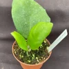 Hoya Frahns Hybrid Live Plant – Rooted in 3 inch Pot – Indoor Houseplant - Image 1