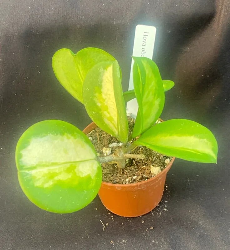 Hoya Obovata 'Picta' Live Plant - Thick Round Green Leaves, Rooted, 2.5" Pot - Image 1