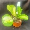 Hoya Obovata 'Picta' Live Plant - Thick Round Leaves - Rooted in 2.5" Pot - Indoor Houseplant - Image 1