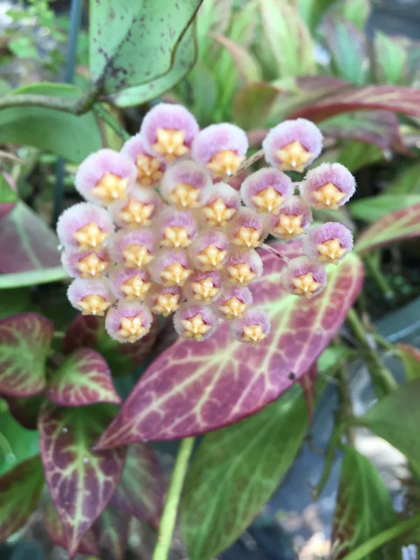 Hoya Obscura 'Major' Live Plant – Rooted – 2.5 inch Pot – Indoor Houseplant - Image 1