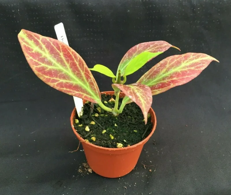 Hoya obscura 'Major' Live Plant – Rooted in 2.5 inch Pot – Indoor Houseplant - Image 2