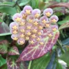 Hoya Obscura 'Major' Rooted Live Plant - 2.5 inch Pot - Indoor Houseplant - Image 1