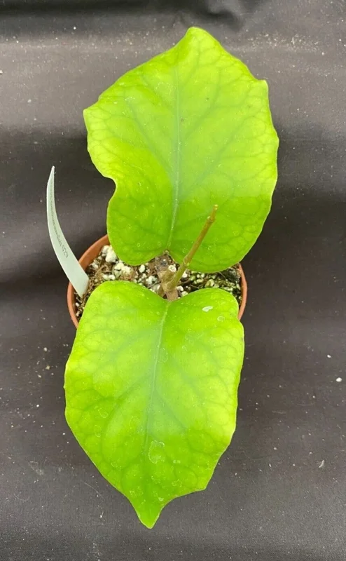 Hoya patcharawalai 029 Live Plant – Rare Rooted Houseplant in 2.5" Pot - Image 1