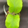 Hoya patcharawalai 029 Live Plant – Rare Rooted Hoya – 2.5 Inch Pot – Indoor Wax Plant - Image 1