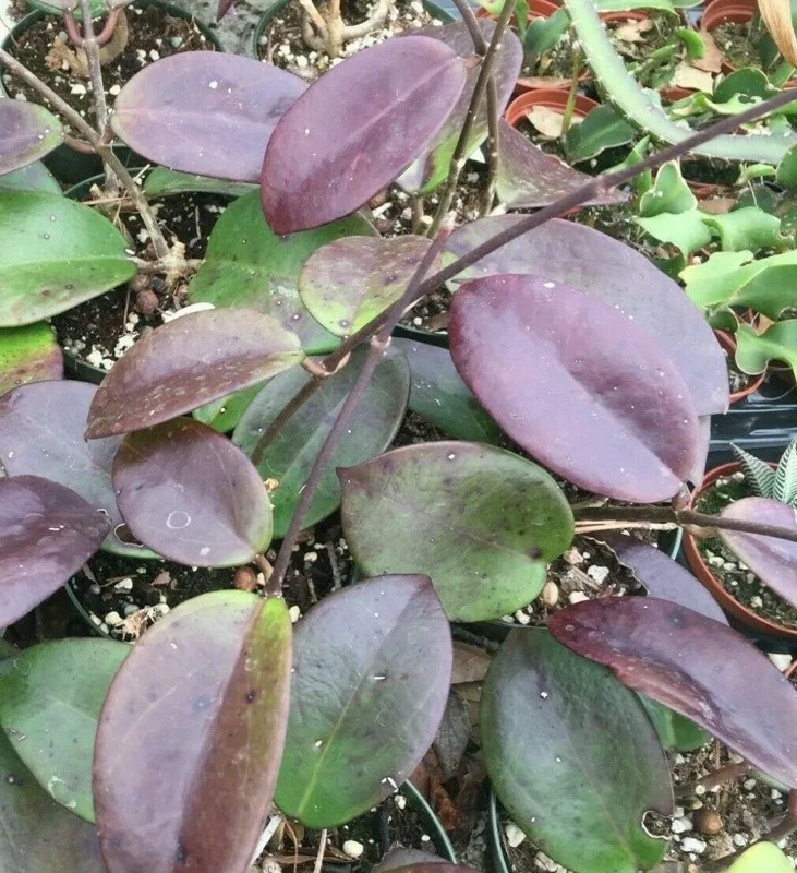 Hoya Penny's Treat MB 1405B Hybrid Live Plant – Rooted in 2.5" Pot - Image 2