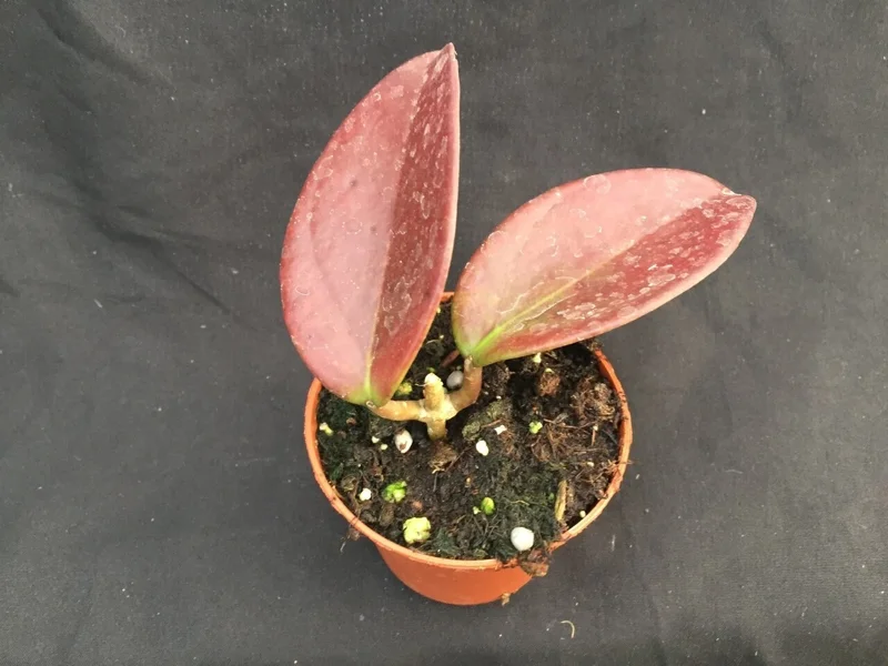 Hoya Penny's Treat MB 1405B Hybrid Live Plant, Rooted in 2.5 inch Pot, Indoor - Image 1
