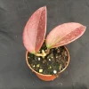 Hoya Penny's Treat MB 1405B Live Plant - Rooted in 2.5 inch Pot, Hoya Hybrid - Image 1
