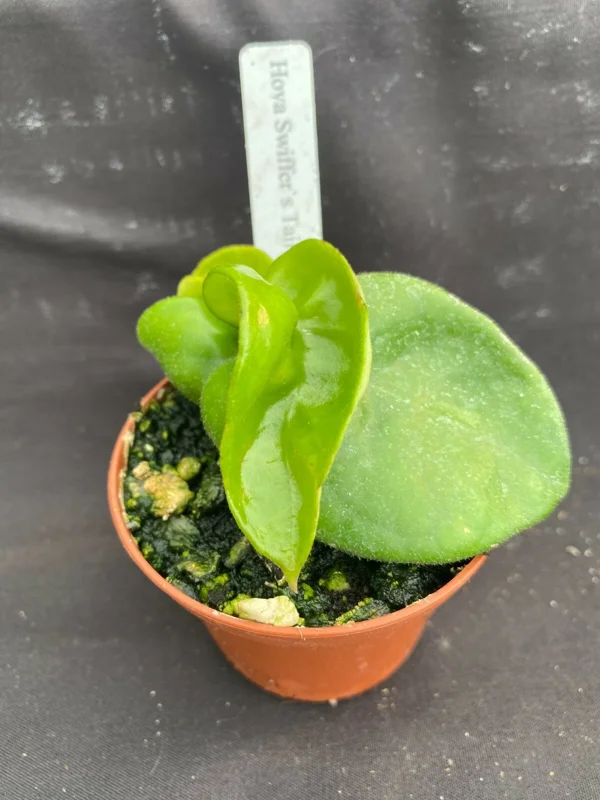 Hoya Swiffer's Tail RHM 022 Live Plant, Rooted Houseplant in 2 inch Pot, Indoor - Image 1