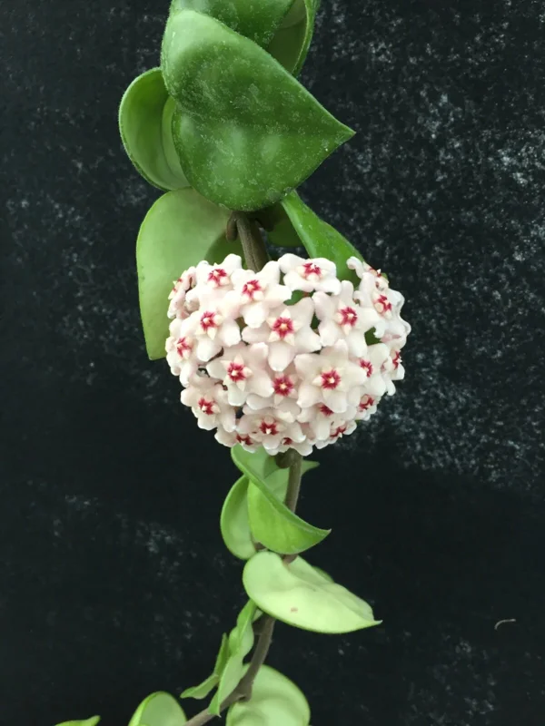 Hoya Swiffer's Tail RHM 022 Live Plant - Rooted in 2" Pot - Indoor Houseplant - Image 2